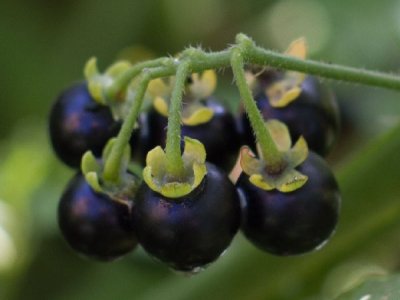 Wonderberry Seeds
