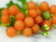 Otricoli Orange Berry Seeds