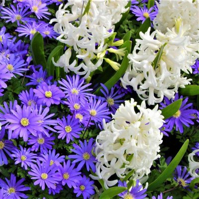 Anemone and Hyacinth 'Spring Breeze' Blend