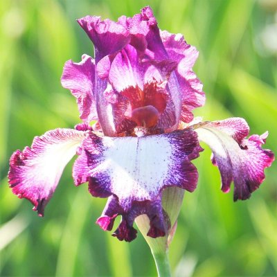 Bearded Iris Califlora Tennison Ridge (Reblooming)