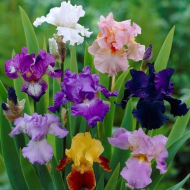 Bearded Iris Califlora Colorful Mix (Reblooming)