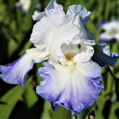 Bearded Iris Califlora Clarence (Reblooming)