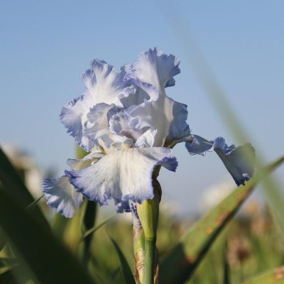 Bearded Iris Califlora Cloud Ballet (Reblooming)