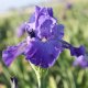 Bearded Iris Califlora Feed Back (Reblooming)