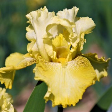 Bearded Iris Califlora Harvest of Memories (Reblooming)