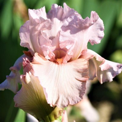 Bearded Iris Califlora Pink Attraction (Reblooming)
