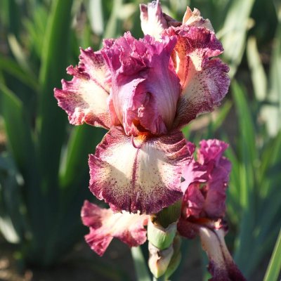 Bearded Iris Califlora Rockstar (Reblooming)