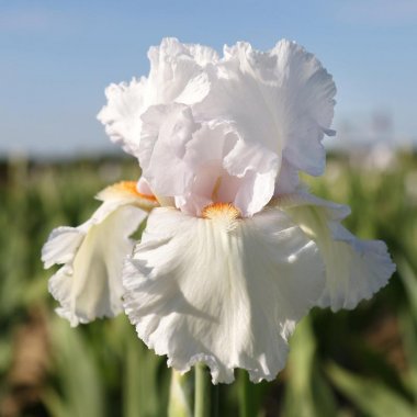 Bearded Iris Califlora Eternal Bliss (Reblooming)