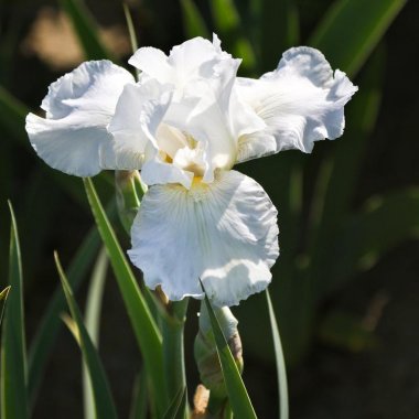 Bearded Iris Califlora Immortality (Reblooming)