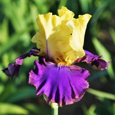 Bearded Iris Califlora Jurassic Park (Reblooming)