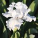 Bearded Iris Califlora Mesmerizer (Reblooming)