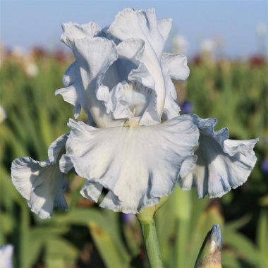 Bearded Iris Califlora Navajo Jewel (Reblooming)