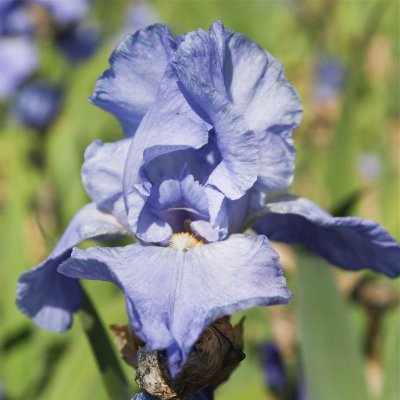 Bearded Iris Califlora Sugar Blues (Reblooming)