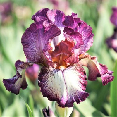 Bearded Iris Califlora Innocent Star (Reblooming)