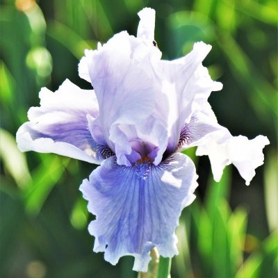 Bearded Iris Califlora Rio Vista (Reblooming)