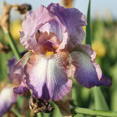 Bearded Iris Califlora Wine Festival (Reblooming)