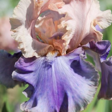 Bearded Iris Califlora Florentine Silk (Reblooming)