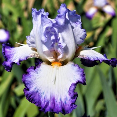 Bearded Iris Califlora Gypsy Lord (Reblooming)