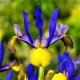 Dutch Iris Mystic Beauty