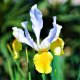 Dutch Iris Oriental Beauty