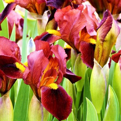 Dutch Iris Red Embers