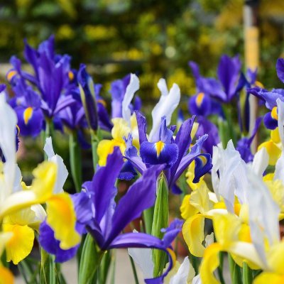 Dutch Iris Spring Royalty Mix
