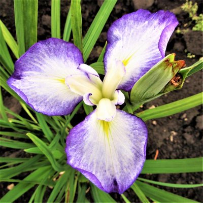 Japanese Iris Gracieuse
