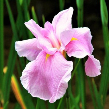 Japanese Iris Pink Lady