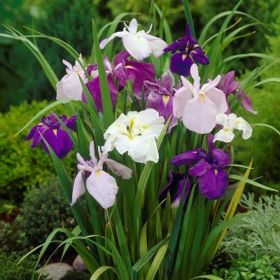 Japanese Iris Zen Garden Mix