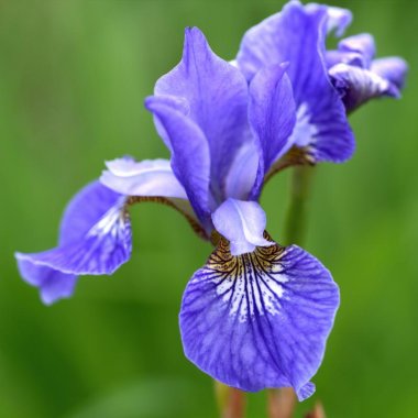 Siberian Iris Blue King
