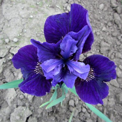 Siberian Iris Ruffled Velvet