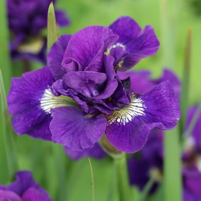 Siberian Iris Kaboom