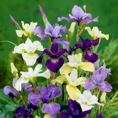 Siberian Iris Wild Tundra Mix