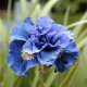 Siberian Iris (Double) Concord Crush