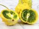 Kiwano Rund Jelly Melon Seeds