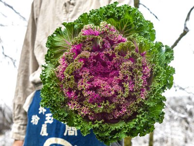 Japanese Flowering Kale Seeds