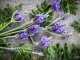 Origano Lavender Seeds