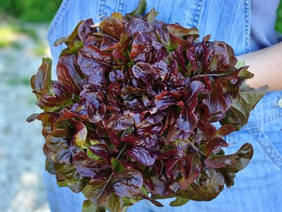 Lunix Lettuce Seeds