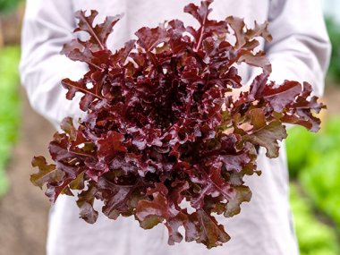 Outredgeous Lettuce Seeds