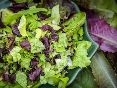 Rocky Top Lettuce Mix Salad Blend Seeds