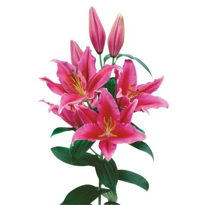 Oriental Lily Portland
