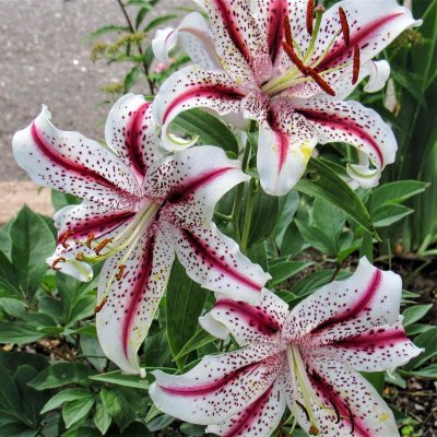 Oriental Lily Tiger Woods