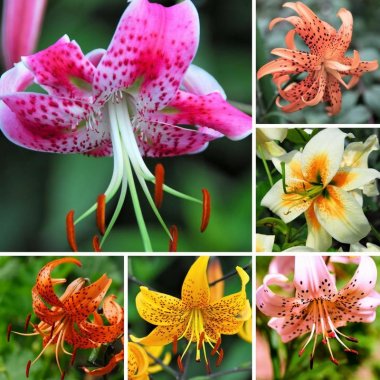 Lily Wild About Tiger Lily Mix