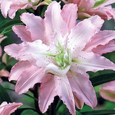 Oriental Lily Soft Music (Double)