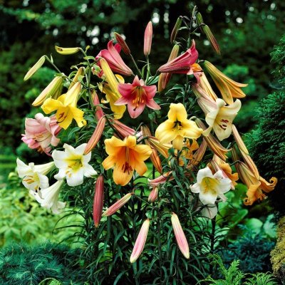 Trumpet Lily Big Band Collection