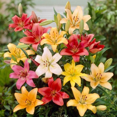 Lilies LA Hybrid & Asiatic Lily Mix