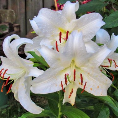 Oriental Lily Casa Blanca Delicious Dozen