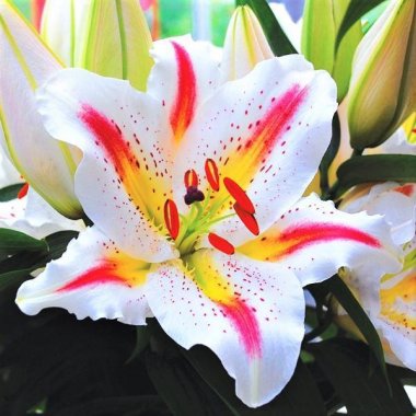 Oriental Lily Playtime