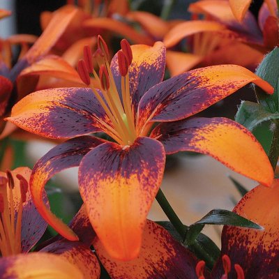 Asiatic Tango Lily Orange Art