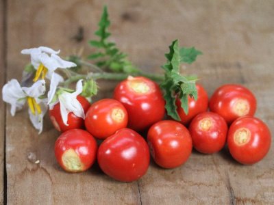 Litchi Tomato or Morelle De Balbis Seeds